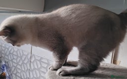 British Shorthair cats for sale: 2 British Short Hair males - Image 7