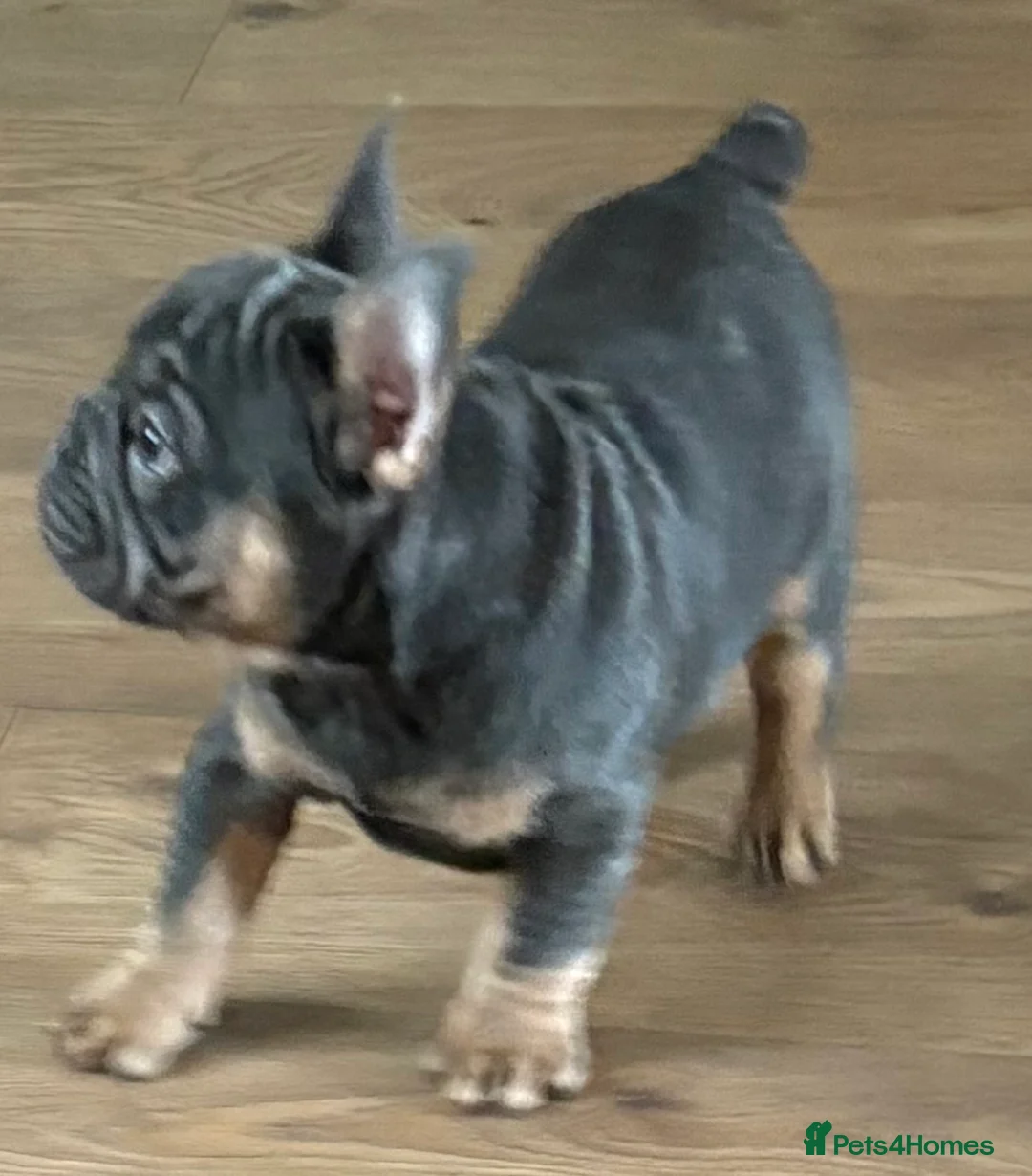 French Bulldog dogs for sale: mrs karen  - Advert 16