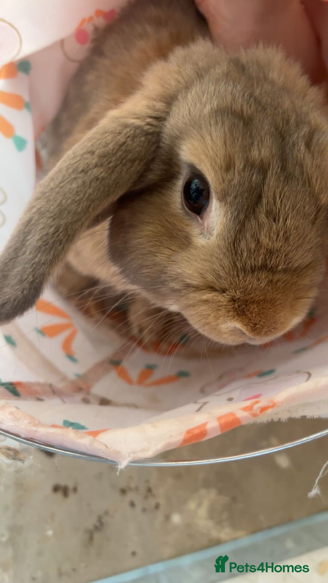 Mini Lop rabbits for sale: Mini lop male rabbit for sale 🤍 - Advert 2