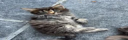 Maine Coon cats for sale: Half Maincoon Kittens  - Advert 13