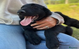 Golden Retriever dogs for sale: Beautiful Golden Retriever x Border Collie Puppies - Image 9