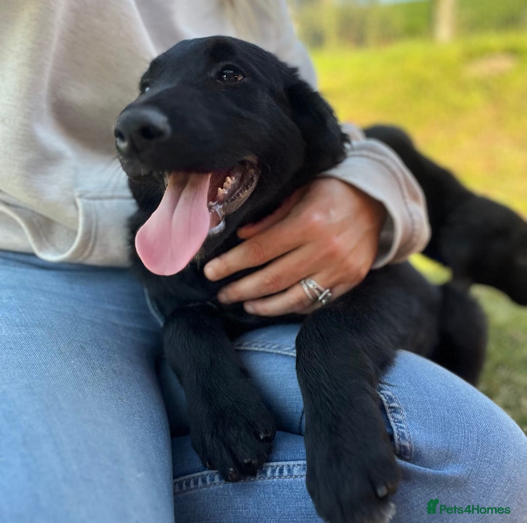Golden Retriever dogs for sale: Beautiful Golden Retriever x Border Collie Puppies - Image 9