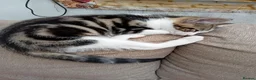 Mixed Breed cats for sale: Kittens looking for a loving family  in Blackburn - Advert 2