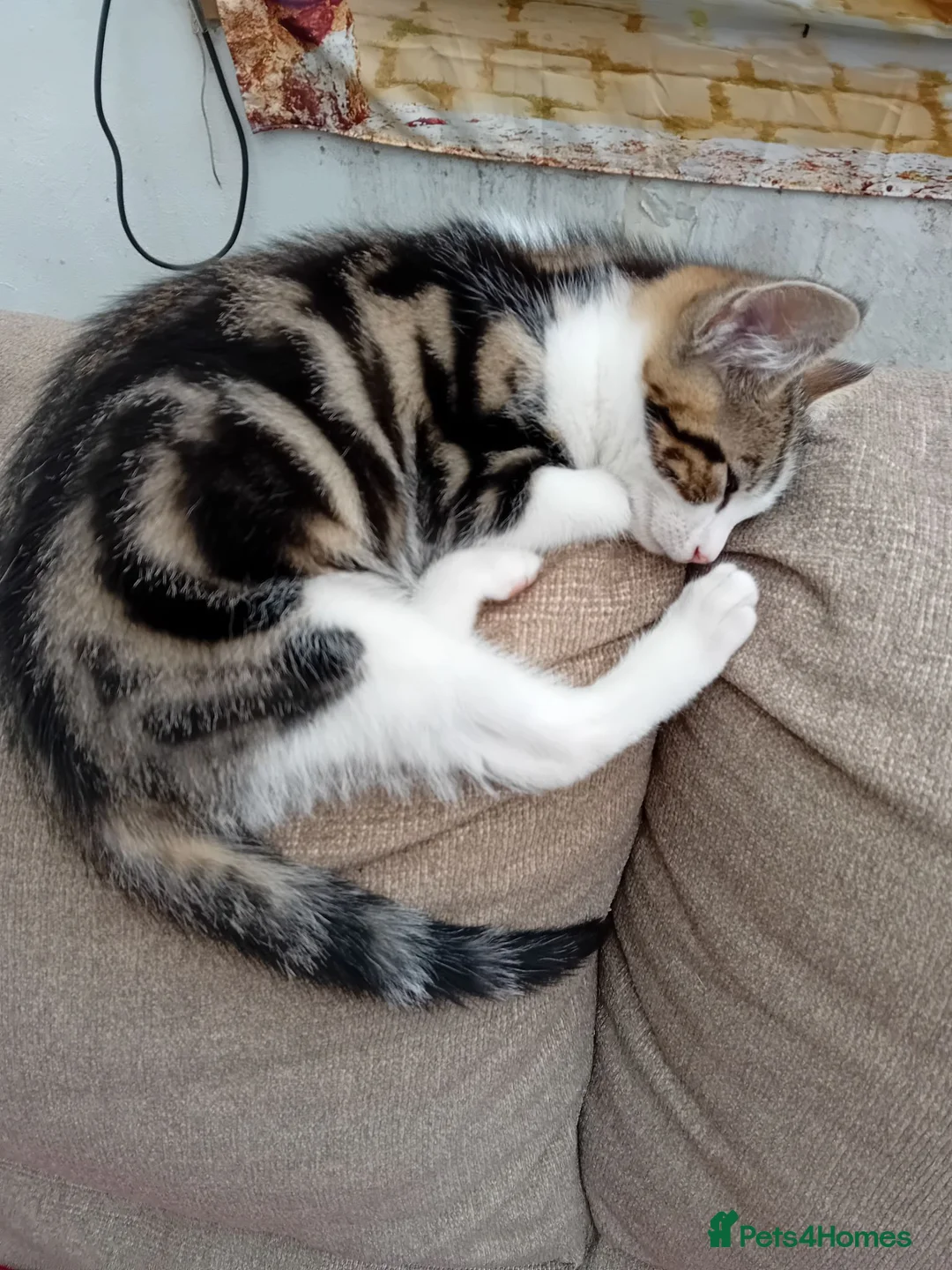 Mixed Breed cats for sale: Kittens looking for a loving family  in Blackburn - Advert 2