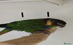 Parakeets birds for sale: Mixed birds, Alexandrines, Conures, Derbyan, etc!! - Image 7