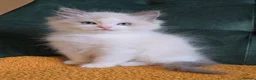 Ragdoll cats for sale: Show-class kittens ready for new homes! - Advert 4