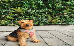 Welsh Terrier dogs for sale: Beautiful Champion Lines KC Welsh Terrier Puppies - Image 14