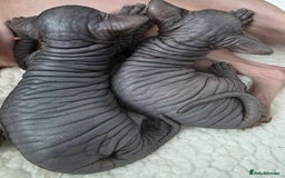 Sphynx cats for sale: Black Kittens - Image 4