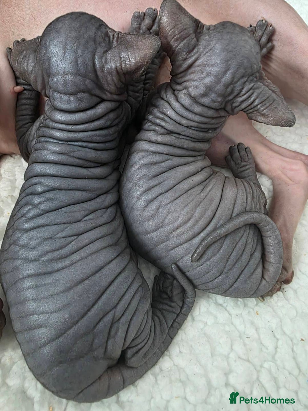 Sphynx cats for sale: Black Kittens - Image 4
