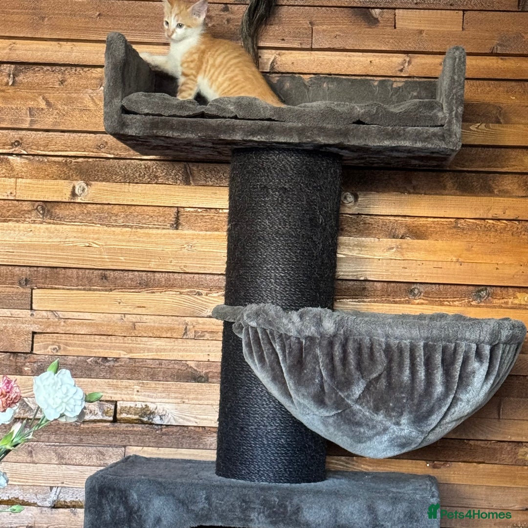 Cornish Rex cats for sale: Beautiful girls  - Image 10