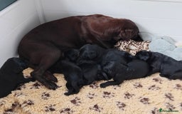 Labrador Retriever dogs for sale: Quality Labrador pups, KC, health tested parents - Image 6