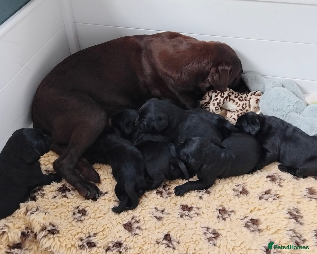 Labrador Retriever dogs for sale: Quality Labrador pups, KC, health tested parents - Image 6