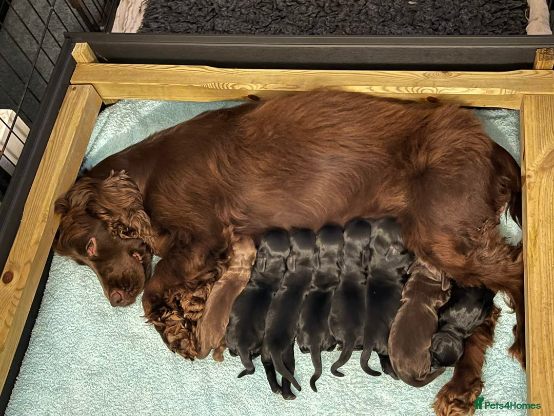 Cocker Spaniel dogs for sale: Gorgeous KC Reg Cocker Spaniels for Forever Homes - Advert 37