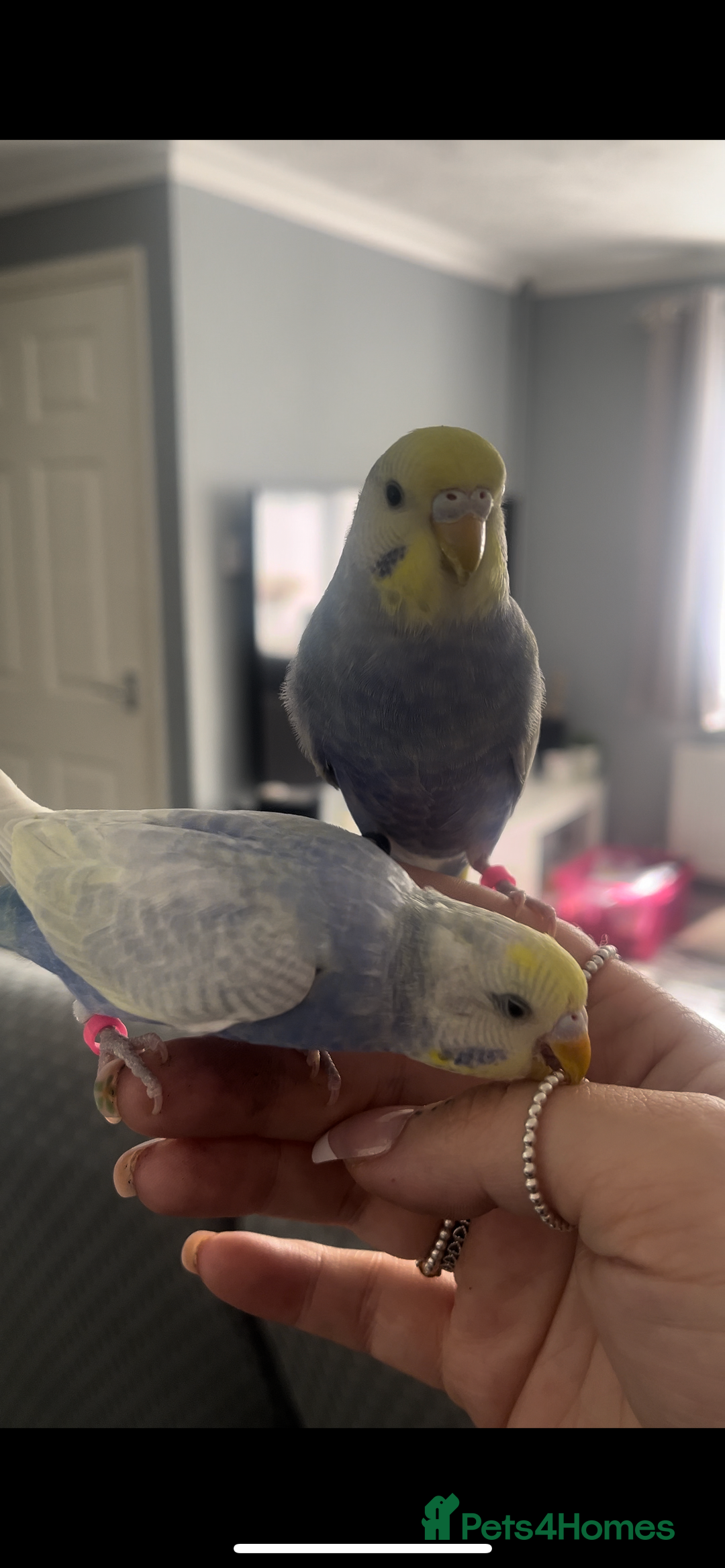 Budgerigars birds for sale: 4 budgies, 2 female 2 male  - Image 4