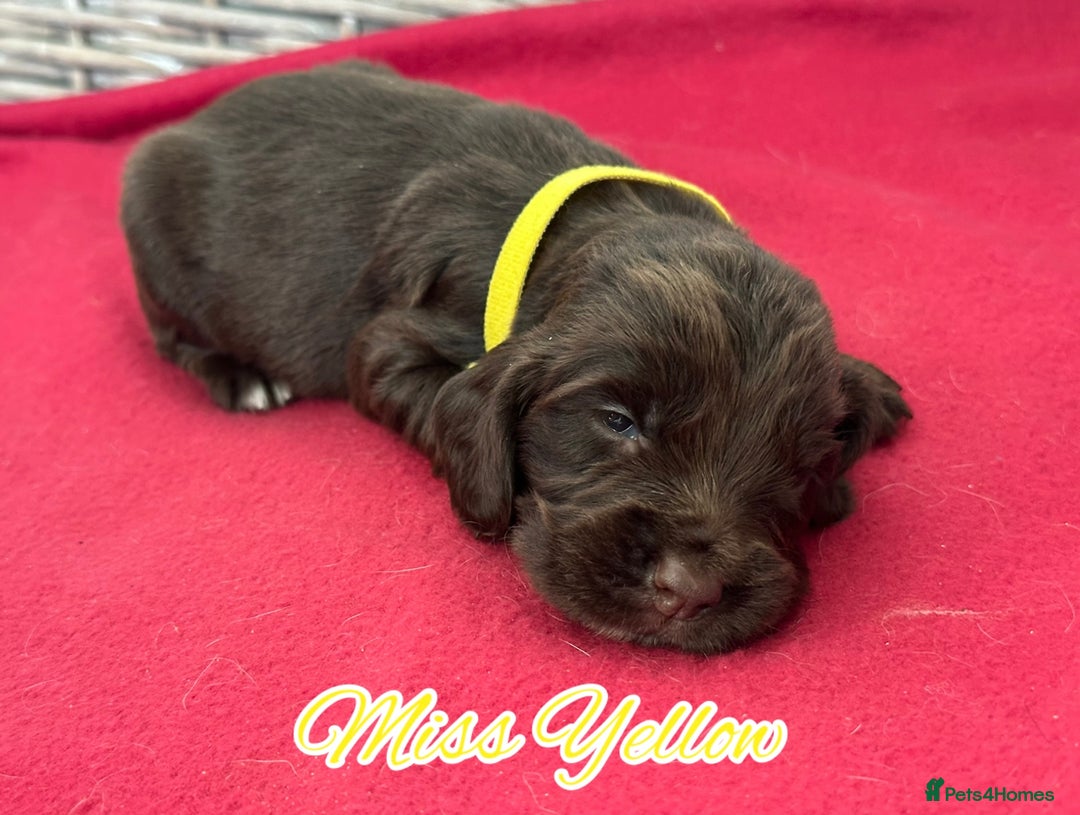 Sprocker dogs for sale: ⭐️Fully Health Tested F1 Sprocker Spaniel Puppies - Advert 9