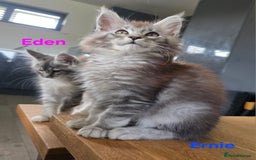 Maine Coon cats for sale: Rare Pure Breed Mainecoons - Image 2