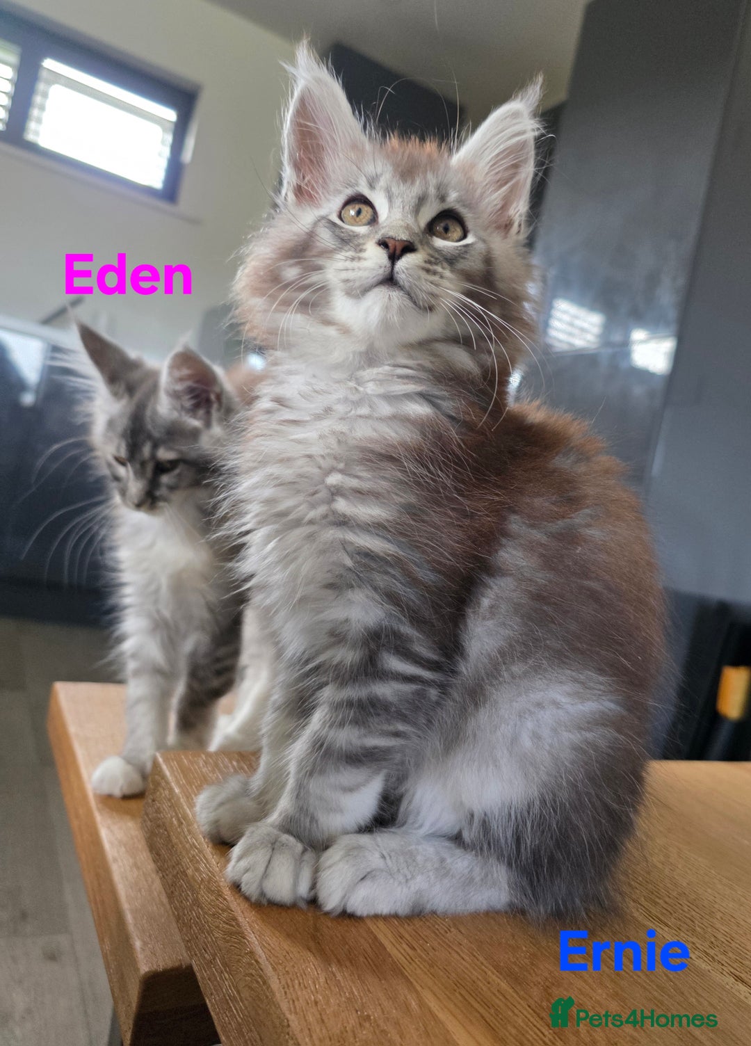 Maine Coon cats for sale: Rare Pure Breed Mainecoons - Image 2