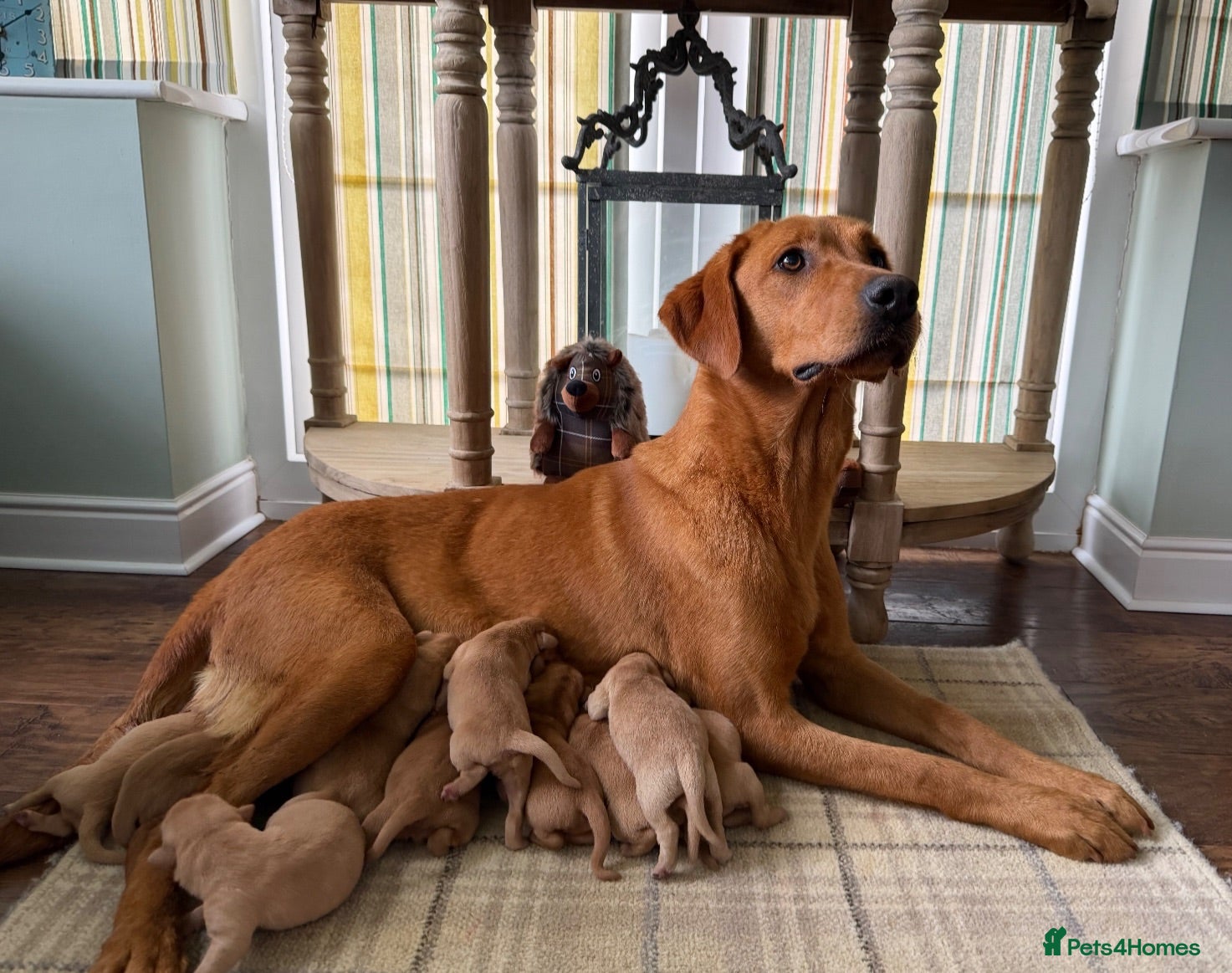 Labrador Retriever dogs Beautiful KC pups,health tested parents&many FTCHs - Advert 2