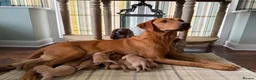 Labrador Retriever dogs for sale: Beautiful KC pups,health tested parents&many FTCHs - Advert 2