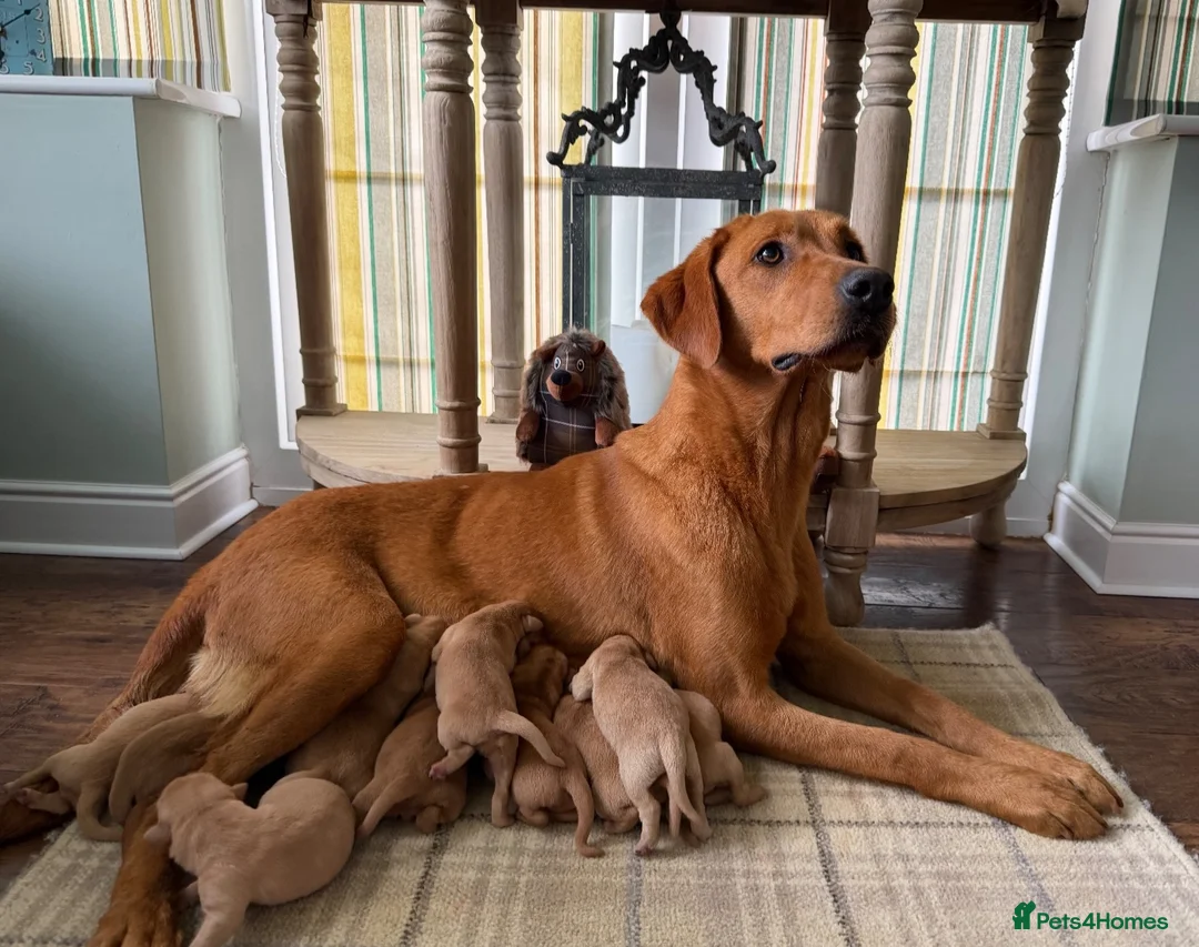 Labrador Retriever dogs for sale: Beautiful KC pups,health tested parents&many FTCHs - Advert 2