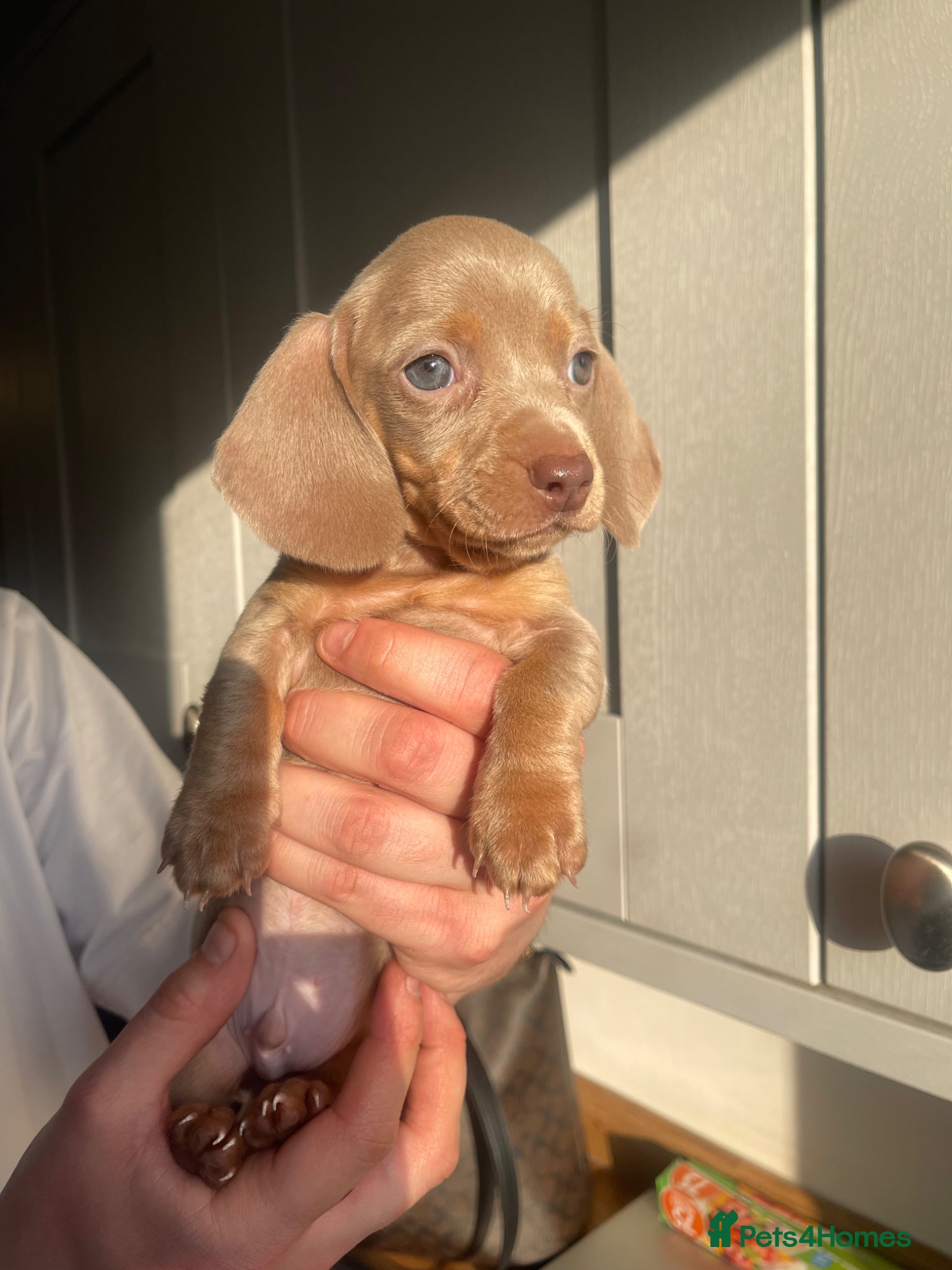 Miniature Dachshund dogs Ready to Collect today -Miniature Dachshund's❤️ - Advert 1