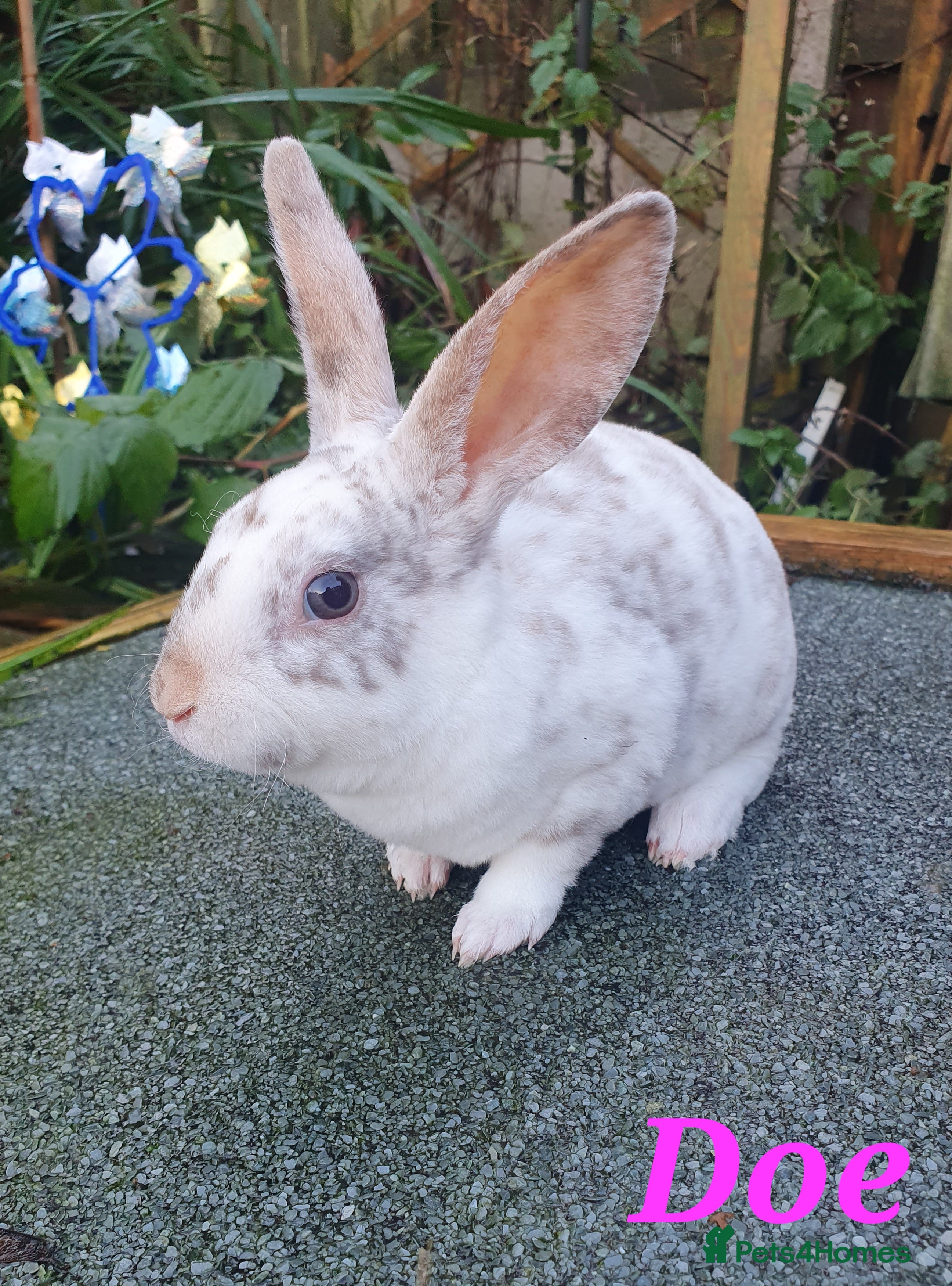 Rex rabbits Gorgeous mini rex babies  - Advert 2