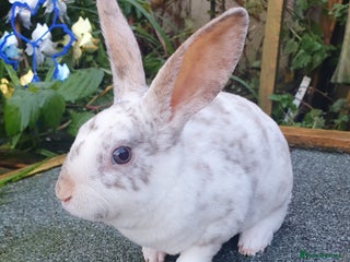 Rex rabbits Gorgeous mini rex babies - Advert 1