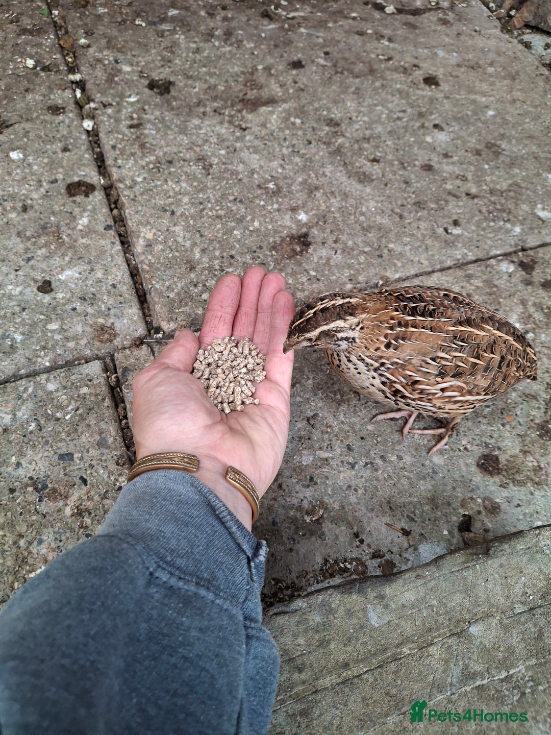 Mixed Breed birds for sale: Japanese Quail - Image 3