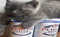 British Shorthair cats for sale: 3 British shorthair kittens  - Image 12