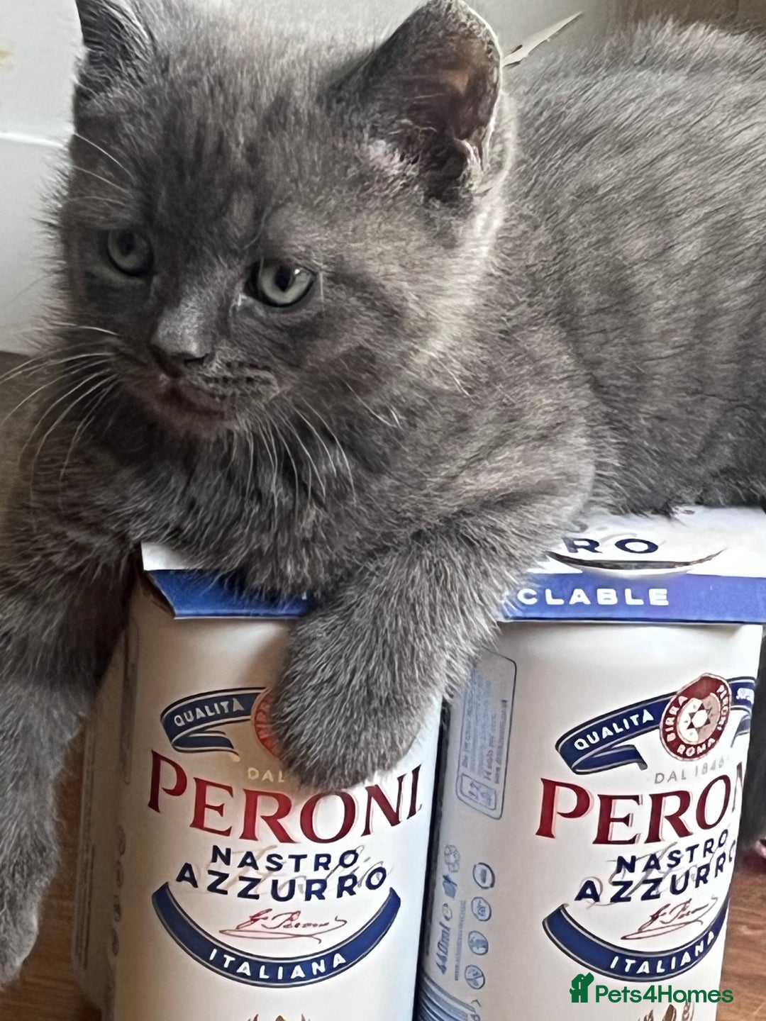 British Shorthair cats for sale: 3 British shorthair kittens  - Image 12
