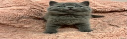 British Shorthair cats for sale: GCCF British Shorthair for Sale - Advert 15