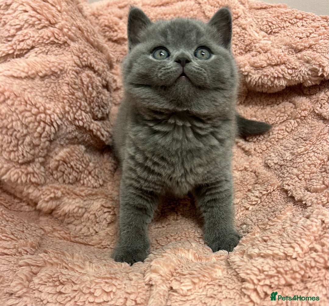 British Shorthair cats for sale: GCCF British Shorthair for Sale - Advert 15