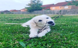 Golden Retriever dogs for sale: Golden Retriever Sunny Seeking A New Home  - Advert 3