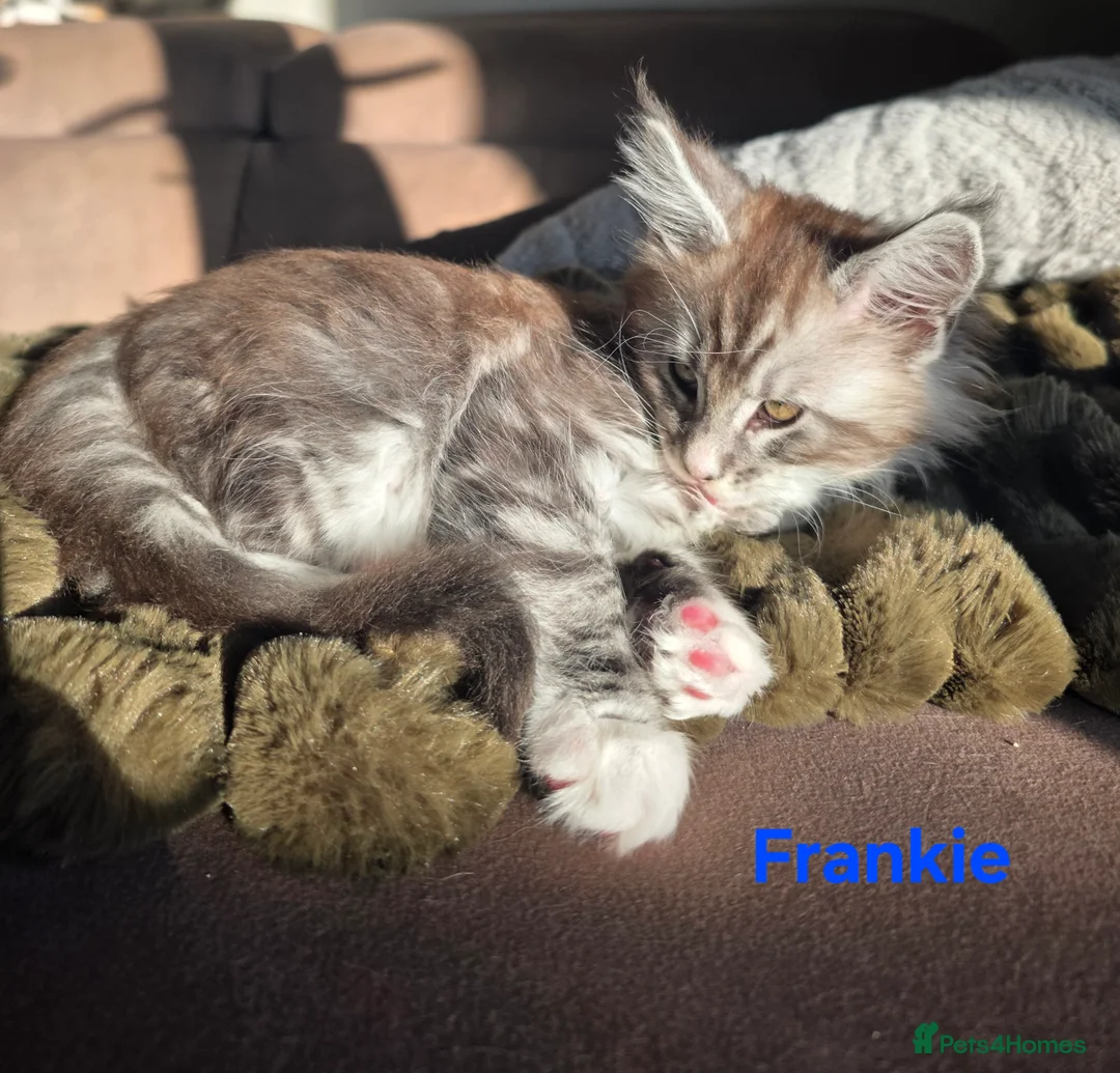 Maine Coon cats for sale: Rare Pure Breed Mainecoon Kitten - Advert 29