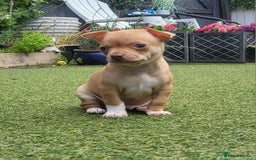 Chihuahua dogs for sale: 2 beautiful boys for sale  in Loughborough - Image 16