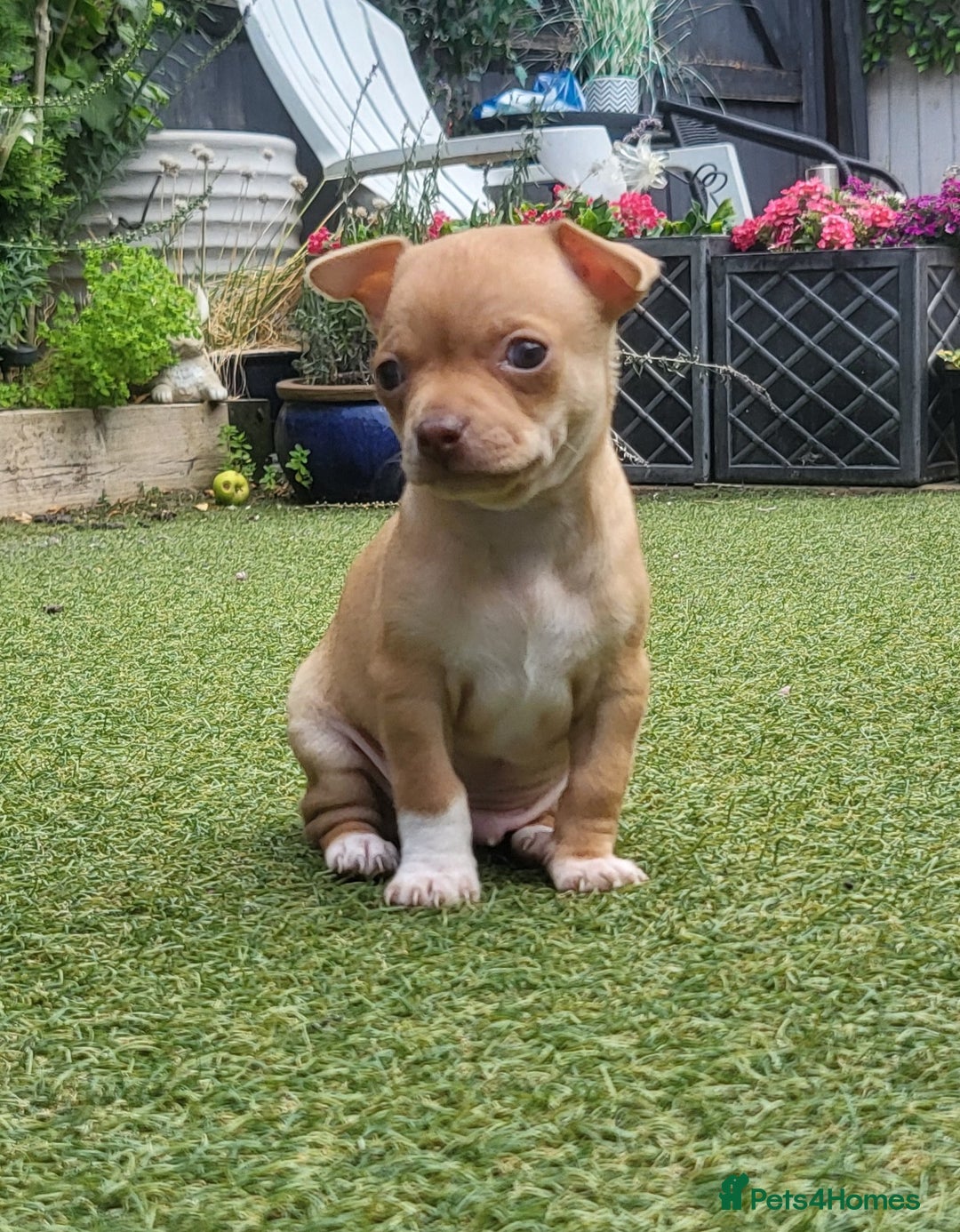 Chihuahua dogs for sale: 2 beautiful boys for sale  in Loughborough - Image 16