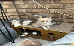 Maine Coon cats for sale: TICA Pedigree Maine Coon Kittens  - Image 28