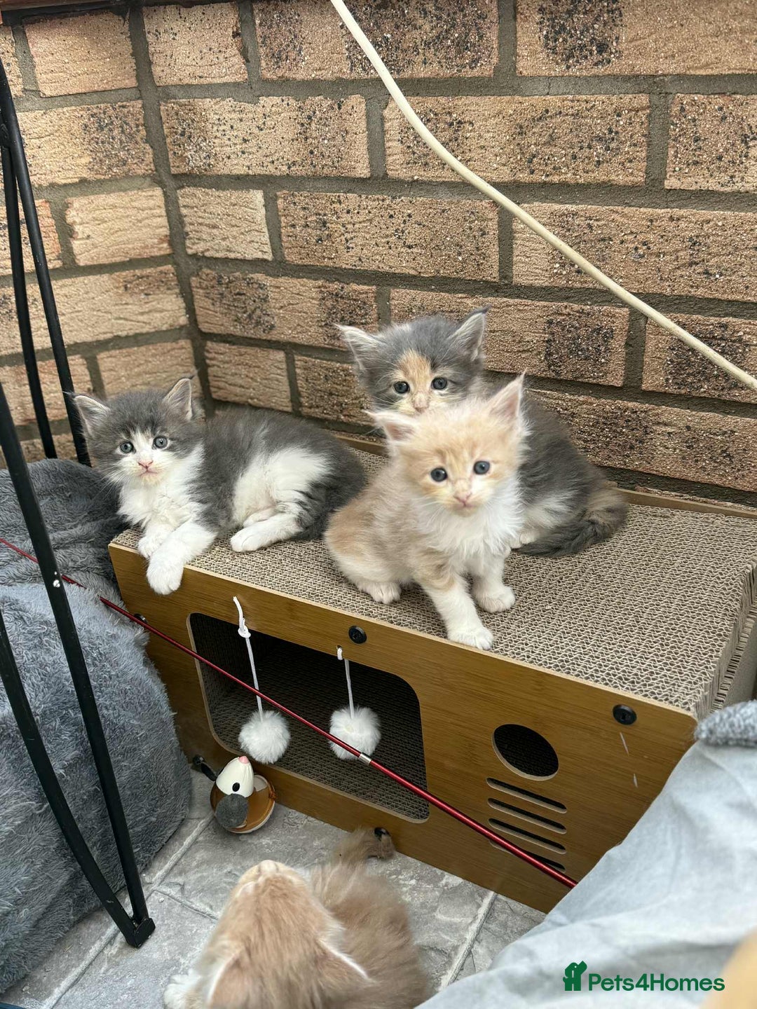 Maine Coon cats for sale: TICA Pedigree Maine Coon Kittens  - Image 28