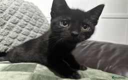 Mixed Breed cats for sale: 3 beautiful kittens for sale  - Image 1
