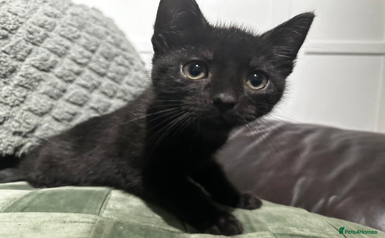 Mixed Breed cats - Advert 1
