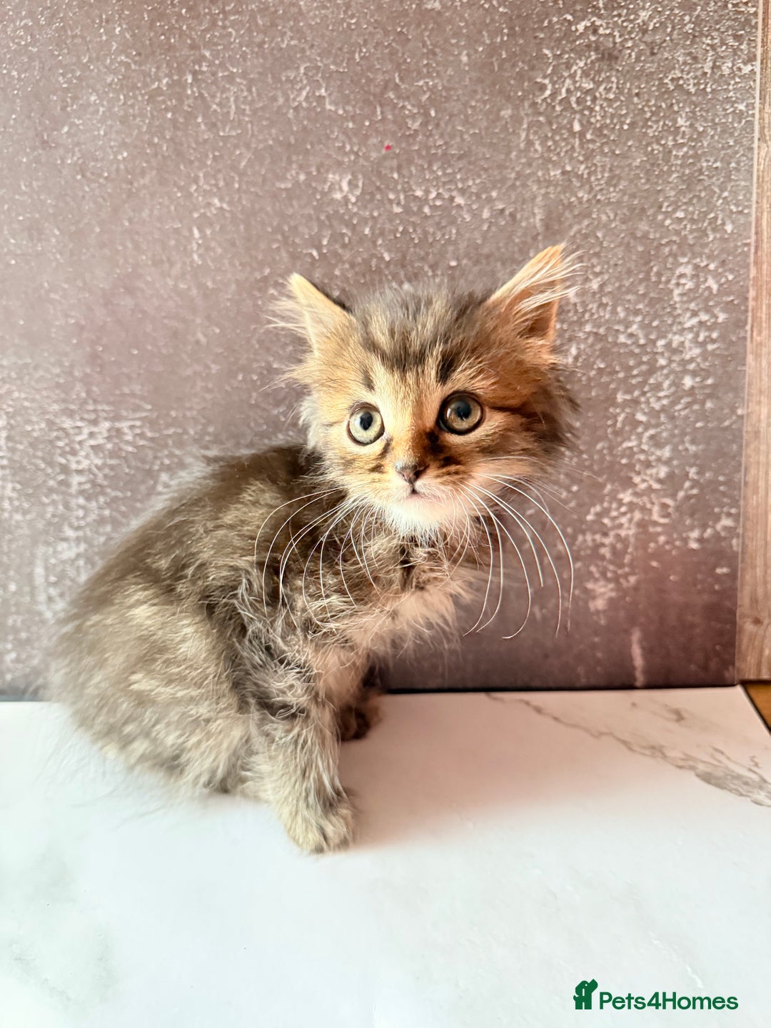 Ragdoll cats for sale: Ragdoll kittens **3** left - Image 5