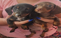 Miniature Dachshund dogs for sale: Miniature dachshund puppies  - Image 7