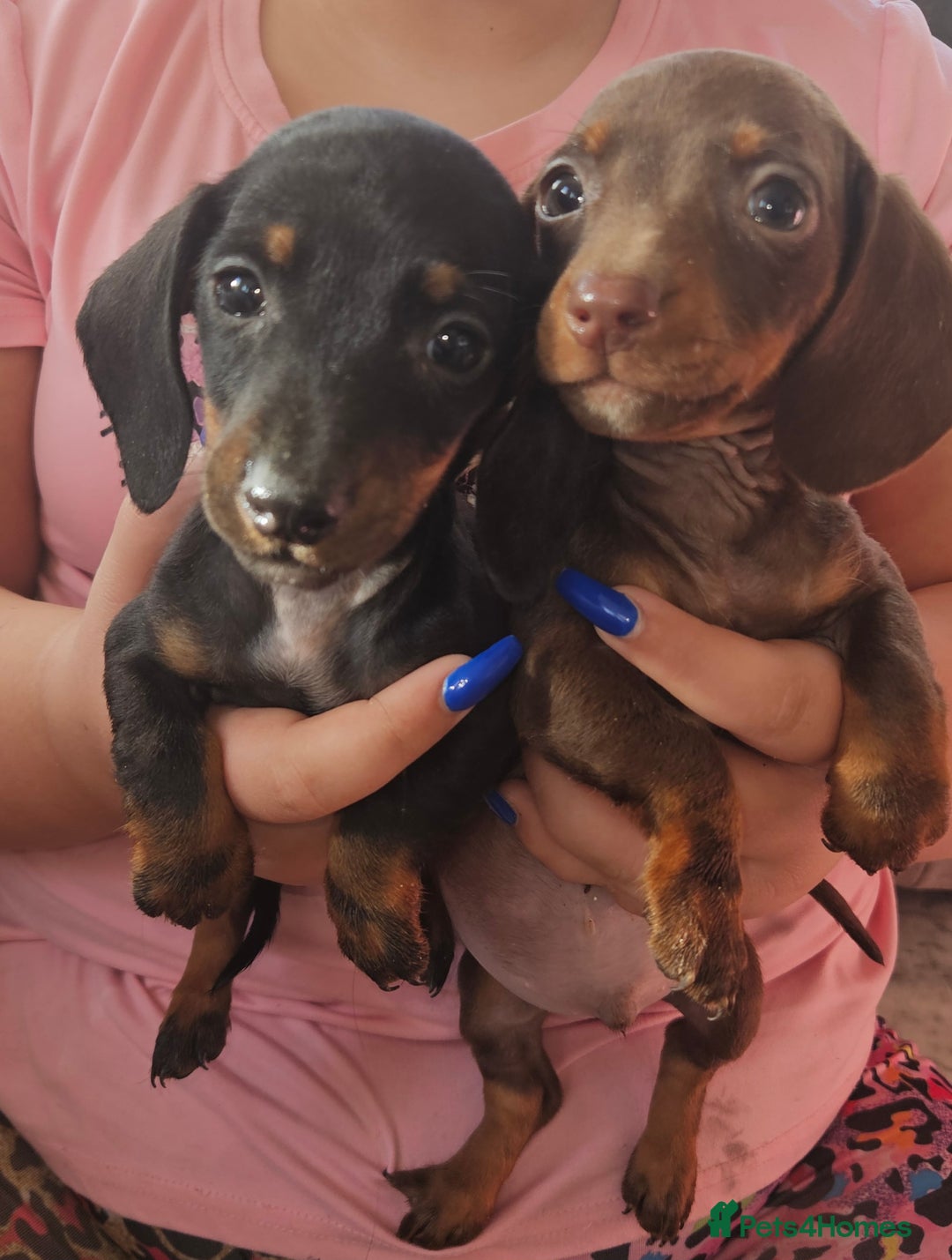 Miniature Dachshund dogs for sale: Miniature dachshund puppies  - Image 7