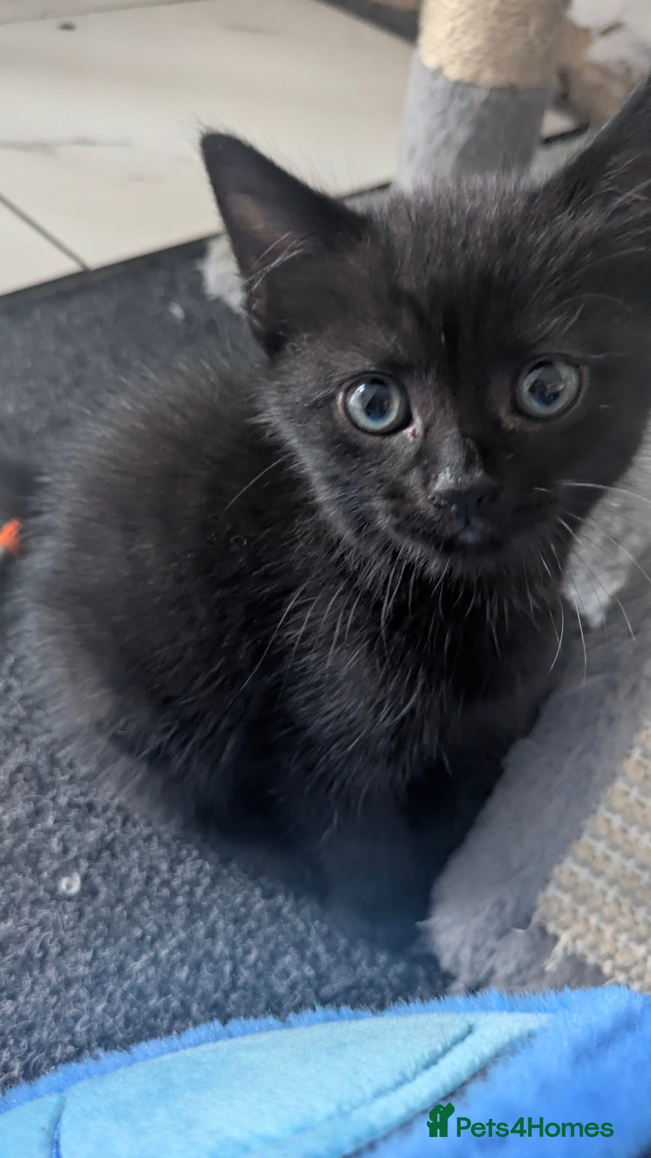 Mixed Breed cats for sale: 9 week old Black/brown tabby kittens - Advert 6