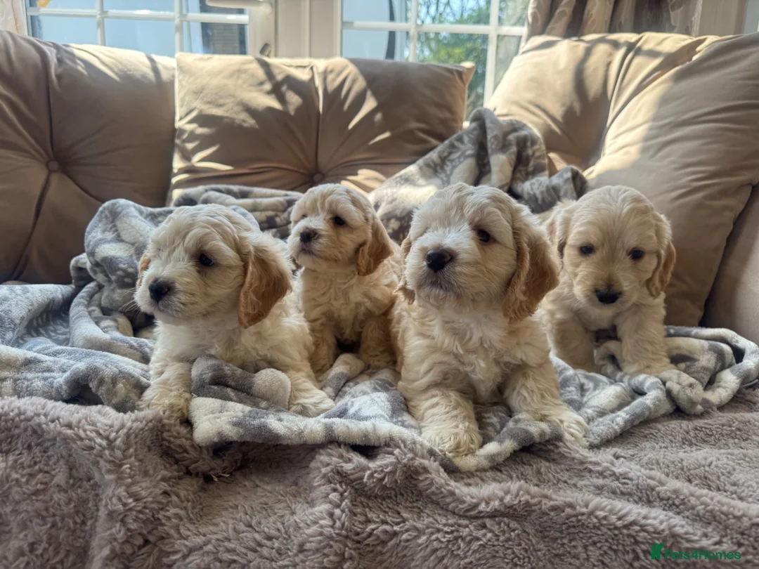 Cockapoo dogs for sale: Gorgeous cockerpop puppies  - Advert 2
