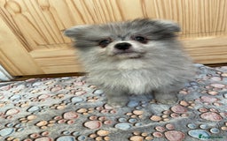 Pomeranian dogs for sale: Pomeranian Merle boy  - Image 2
