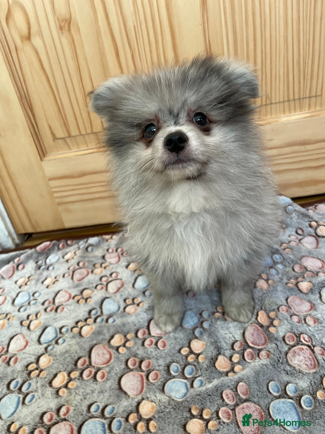 Pomeranian dogs for sale: Pomeranian Merle boy  - Image 2