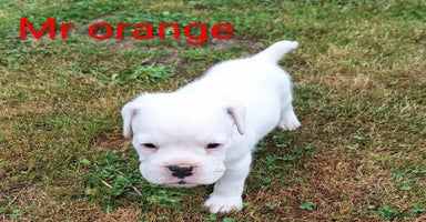 Boxer dogs - Advert 15