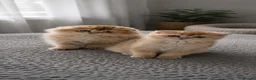 Scottish Fold cats for sale: Scottish pedigree golden kittens  ready to move - Advert 4