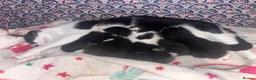 Mixed Breed cats for sale: Mixed breed kitten  - Advert 1